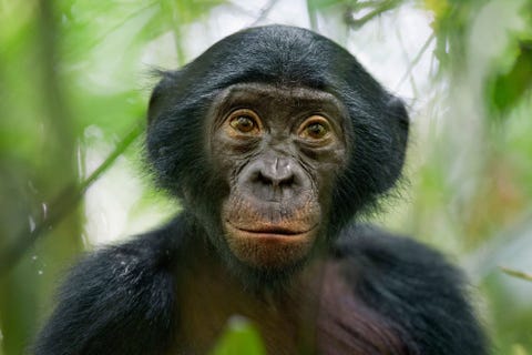 Een nieuwsgierige blik Een vier jaar oude bonobo die over een omgevallen boomstam liep keek fotograaf Christian Ziegler enigszins verbaasd aan Het was een prachtig moment zegt Ziegler Hij bleef een paar tellen bij me waarna zn moeder terugkwam en ze weer verder gingen