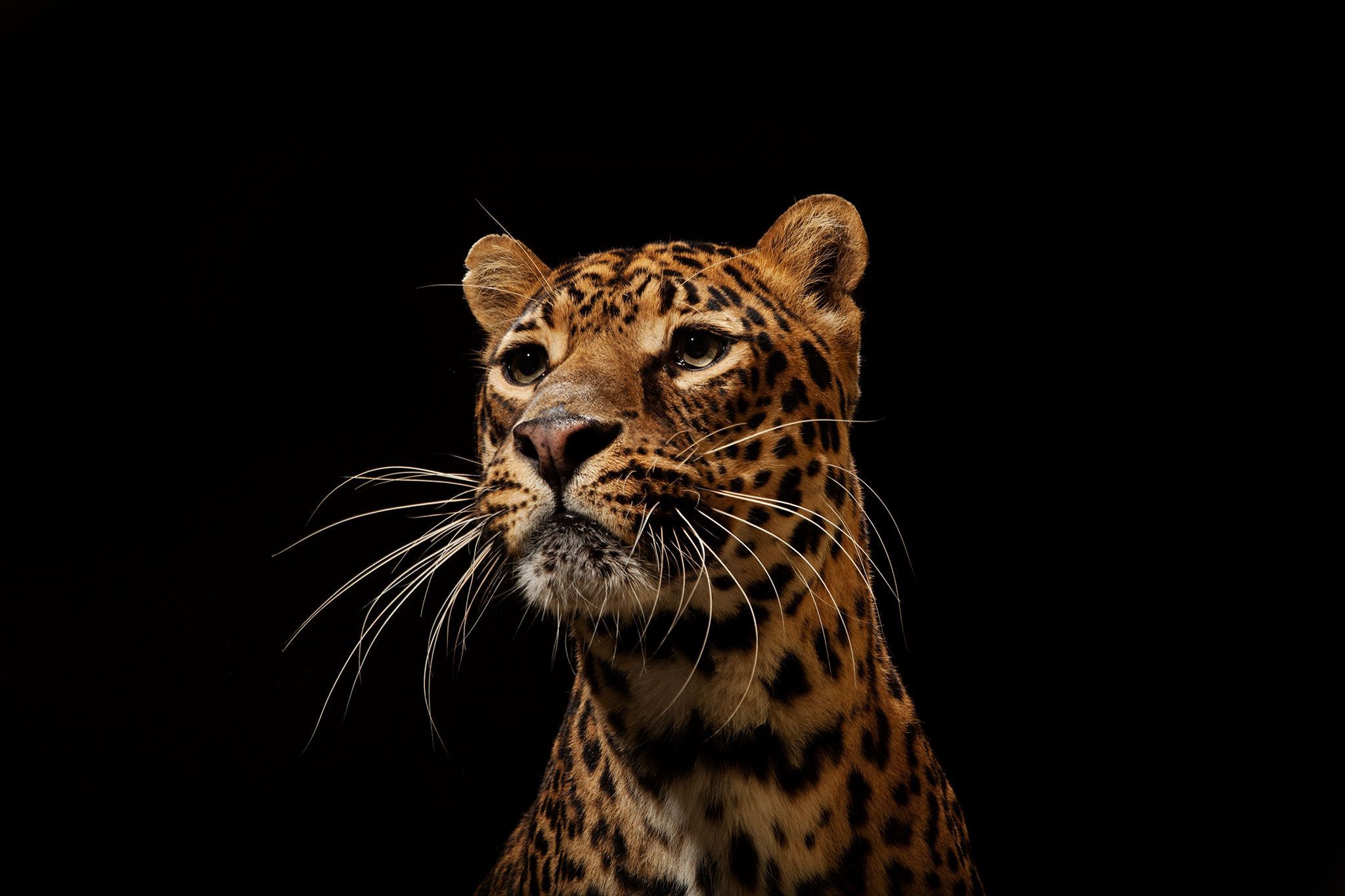 Het luipaard Panthera pardus is inheems in Afrika en Azi is zo sterk en comfortabel in bomen dat het zijn prooien de boom in sleept Ze zijn ook krachtige zwemmers die soms het water in springen om op vis of krabben te jagen