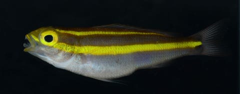 Onder wit licht lijken de strepen op deze zeebrasem geel Maar als je er wat blauw licht op laat schijnen en een geel kleurenfilter op je fototoestel zet om fluorescent licht op te kunnen vangen krijg je de volgende foto
