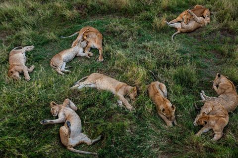 Leeuwenwelpjes rusten vlakbij een drinkplaats in het Serengeti National Park in Tanzania