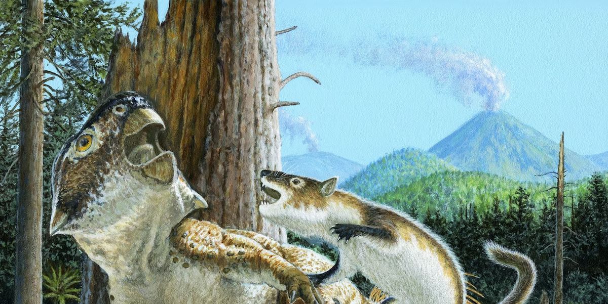 I dinosauri cacciavano i mammiferi, ma il contrario?