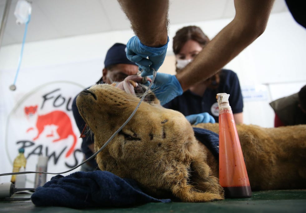 In Turkije wordt een leeuwin door dierenartsen onderzocht Uit het onderzoek bleek dat een andere leeuwin drachtig was de mannetjeshyena blind was en de vrouwtjeshyena een vergevorderde nierziekte had
