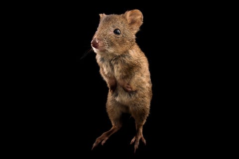 Potoroes buideldieren ter grootte van hazen hebben al te maken met afnemende aantallen en de verliezen door bosbranden zijn mogelijk catastrofaal Een populatie van langneuspotoroes te zien hier op de foto is misschien volledig uitgeroeid toen een belangrijk leefgebied in New South Wales tijdens een bosbrand in oktober in de as werd gelegd Een andere soort de grootpootpotoroe bewoont een klein gebied in draslanden die geteisterd zijn door bosbranden