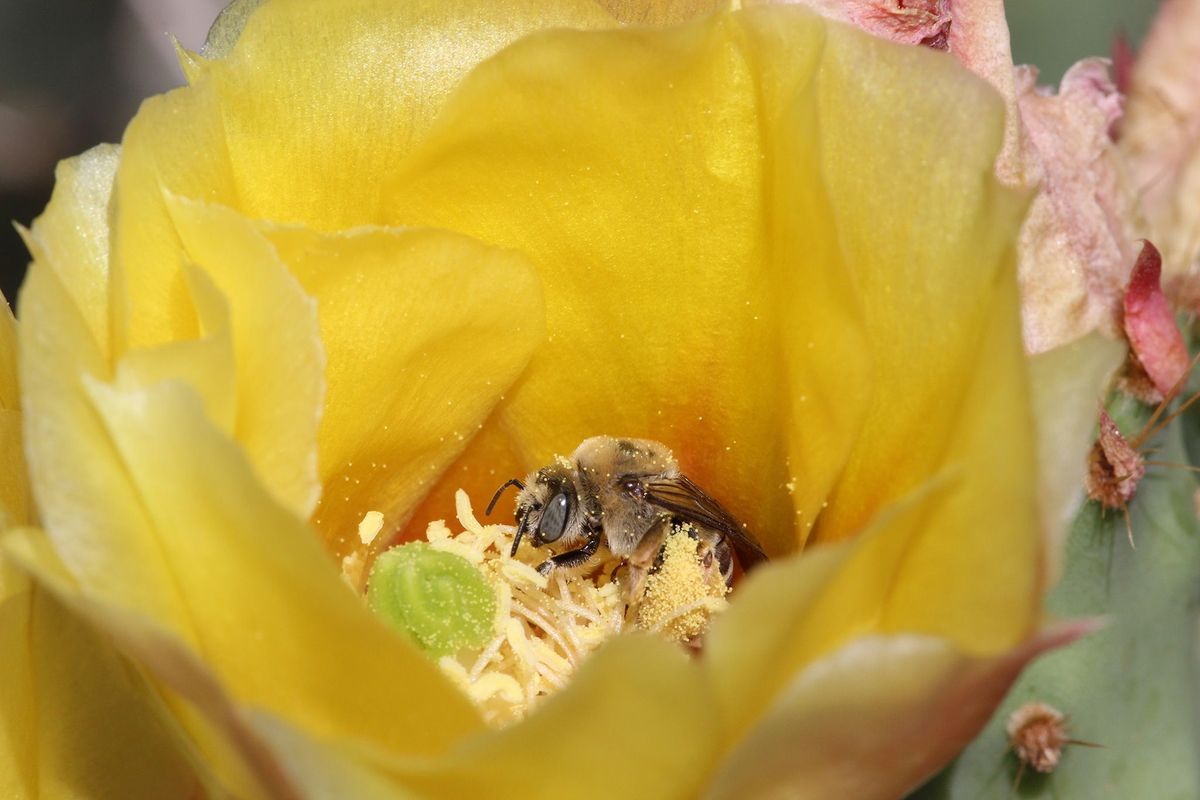 In het Grand StaircaseEscalante National Monument leven vele honderden bijensoorten waarschijnlijk als gevolg van de grote verscheidenheid aan wilde bloemen hier Deze onlangs ontdekte hotspot van diversiteit aan bijen loopt nu gevaar om te worden verkleind