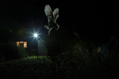 Op deze foto die goud won in de categorie birds in the garden is een kerkuil op jacht in het Engelse Suffolk