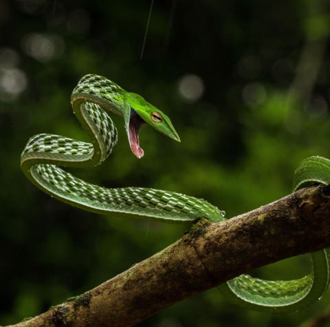 Green vine snake Shimoga Karnataka India