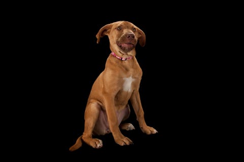 Twee maanden oude pitbull van gemengd ras