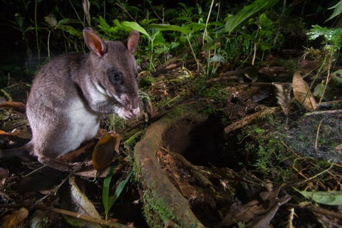 EMINHAMSTERRATEen eminhamsterrat Cricetomys emini is op het eiland Bioko in EquatoriaalGuinea op de gevoelige plaat vastgelegd De knaagdieren hebben een uitzonderlijk scherpe reukzin waardoor ze goed zijn in het opsporen van TNT in achtergelaten landmijnen