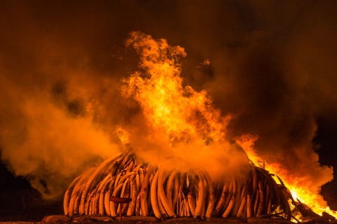 https://www.nationalgeographic.com/content/dam/environment/2019/09/environmental-victories-gallery/08-environmental-victories-facts.jpg De wereldwijde handel in bedreigde dieren en hun lichaamsdelen werd aan banden gelegd na het in kracht treden van de Conventie inzake de Internationale Handel in Bedreigde Soorten Flora en Fauna CITES in 1975 Sindsdien hebben landen samengewerkt om deze illegale handel aan te pakken en stropers te laten weten dat ze worden vervolgd Bij acties tegen stroperij zoals deze in het Nairobi National Park worden vaak honderden tonnen aan in beslag genomen ivoor publiekelijk verbrand