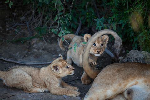 Een paar leeuwenwelpen van de Barafutroep spelen met de staart van hun moeder