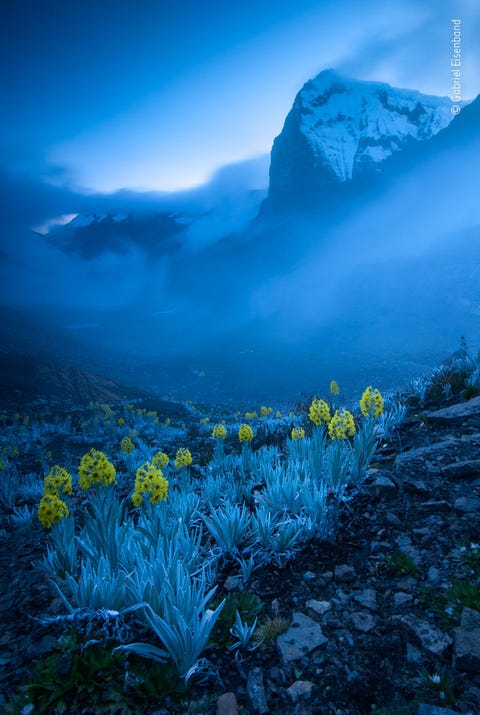 Gabriel Eisenband maakte deze foto van gele margrieten die alleen in de bergen van Colombia groeien en won daarmee de hoofdprijs in de categorie planten en schimmels Eisenband maakte gebruik van een lange sluitertijd om recht te doen aan de wolken die over de hoge berg op de achtergrond stromen maar zonder dat de planten op de voorgrond door hun beweging zouden vervagen
