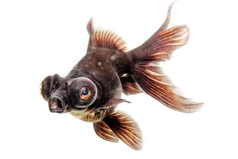 Telescoopooggoudvissen als deze worden ook wel drakenooggoudvissen genoemd