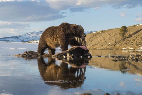 Met een cameraval wordt een grizzly betrapt die zich tegoed doet aan een verdronken bizon in Yellowstone