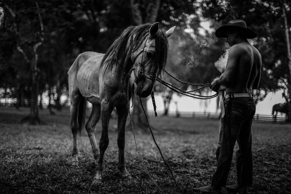 Een llanero maakt zich klaar om zijn paard te bestijgen tijdens het proces om hem te temmen