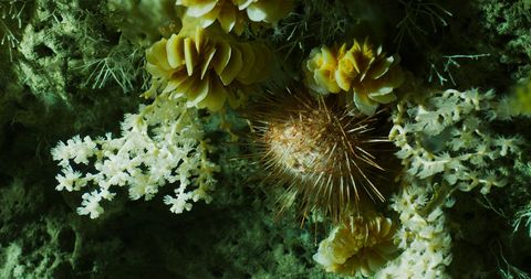 Een zeeegel midden is omgeven door solitaire bloemdieren uit de familie van de Dendrophylliidae en witte zachte koralen van het geslacht Anthothela