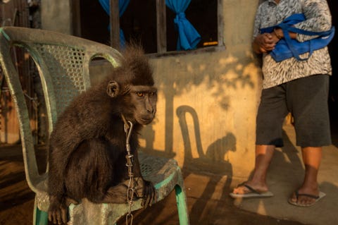 https://www.nationalgeographic.com/content/dam/photography/rights-exempt/most-moving-photos-2017/08-moving-2017-09-macaques-chained-kumersot-illegal-endangered-yaki-pet.jpg De jonge Nona wat juffrouw betekent werd in het wild gevangen genomen en leidt een geketend bestaan bij een gezin in het Indonesische Kumersot Het houden van bedreigde kuifmakaken als Nona is verboden en dierenwelzijnsorganisaties proberen gevangen dieren op te sporen en te redden