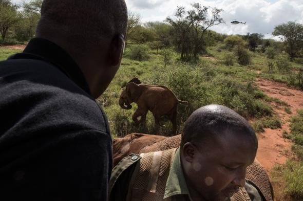 Een kalf wordt weggejaagd nadat zijn moeder verdoofd is in het nationale park Tsavo West