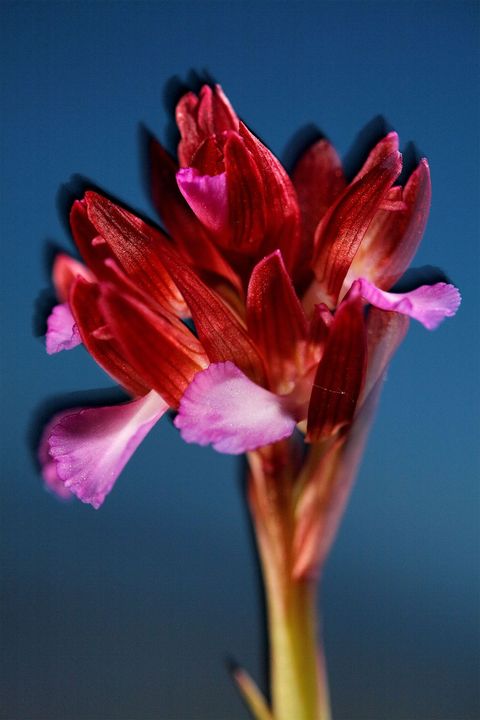 Orchideen komen voor op zes continenten in bijna alle soorten leefgebieden De roze vlinderorchis is een soort die voorkomt in het Middellandse Zeegebied