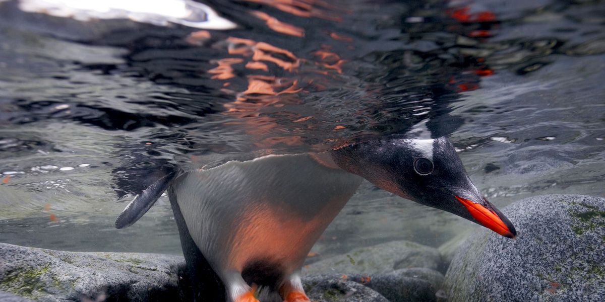 Een ezelspingun neemt een kijkje onder water voor hij een duik neemt In tegenstelling tot andere soorten broedt deze pingunsoort op een ijsvrije ondergrond in Antarctica en de omringende eilanden