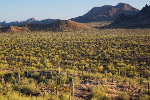 Op 9 juni 2000 werd dit park in zuidelijk Arizona ingesteld door president Clinton Het nationale monument beslaat 522 vierkante kilometer en is vernoemd naar een van de langst levende bomen van de Sonorawoestijn IJzerhoutbomen kunnen achthonderd jaar oud worden Een van de dichtste bossen van ijzerhoutbomen in de hele Sonorawoestijn staat in de beschermde Silver Bell Mountains
