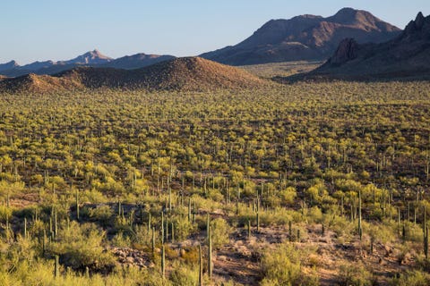 Ironwood Forest Op 9 juni 2000 werd dit park in zuidelijk Arizona ingesteld door president Clinton Het nationale monument beslaat 522 vierkante kilometer en is vernoemd naar een van de langst levende bomen van de Sonorawoestijn IJzerhoutbomen kunnen achthonderd jaar oud worden Een van de dichtste bossen van ijzerhoutbomen in de hele Sonorawoestijn staat in de beschermde Silver Bell Mountains
