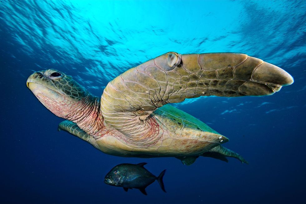 Een horsmakreel zwemt in de schaduw van een grote groene zeeschildpad bij de noordelijke atol van het Tubbataharif