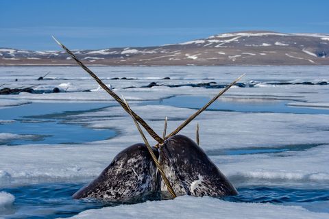 The narwhals iconic tusk is actually a repurposed canine tooth This complex sensory organ transmits stimuli from ocean water to the brain