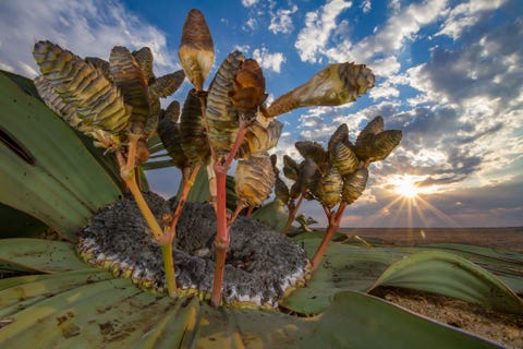 National Geographiconderzoekster Jen Guyton won de eerste prijs in de categorie Planten en schimmels met haar foto van de woestijnplant Welwitschia mirabilis in de Namibwoestijn Afzonderlijke exemplaren van deze soort kunnen duizend jaar of ouder worden