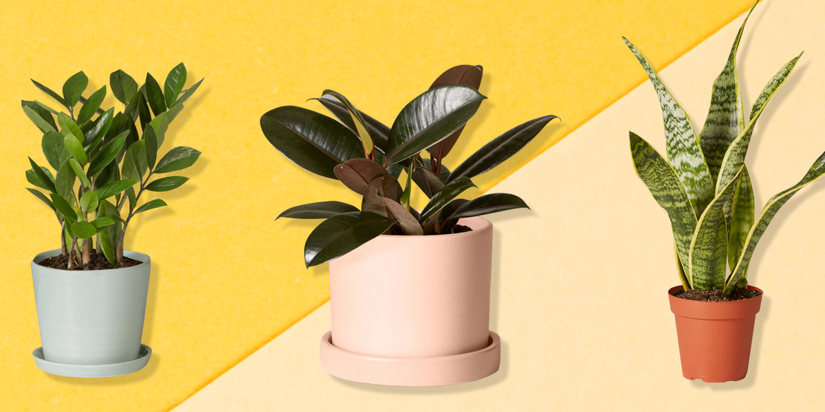 10 Best Air-Purifying Plants For A Healthier And Cleaner Home