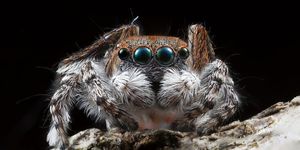 Macro photography, Close-up, Spider, Organism, Invertebrate, Insect, Eye, Arachnid, Tarantula, Adaptation, 