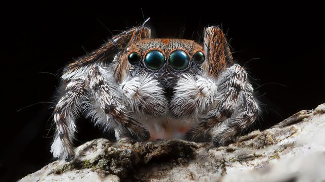 Macro photography, Close-up, Spider, Organism, Invertebrate, Insect, Eye, Arachnid, Tarantula, Adaptation, 