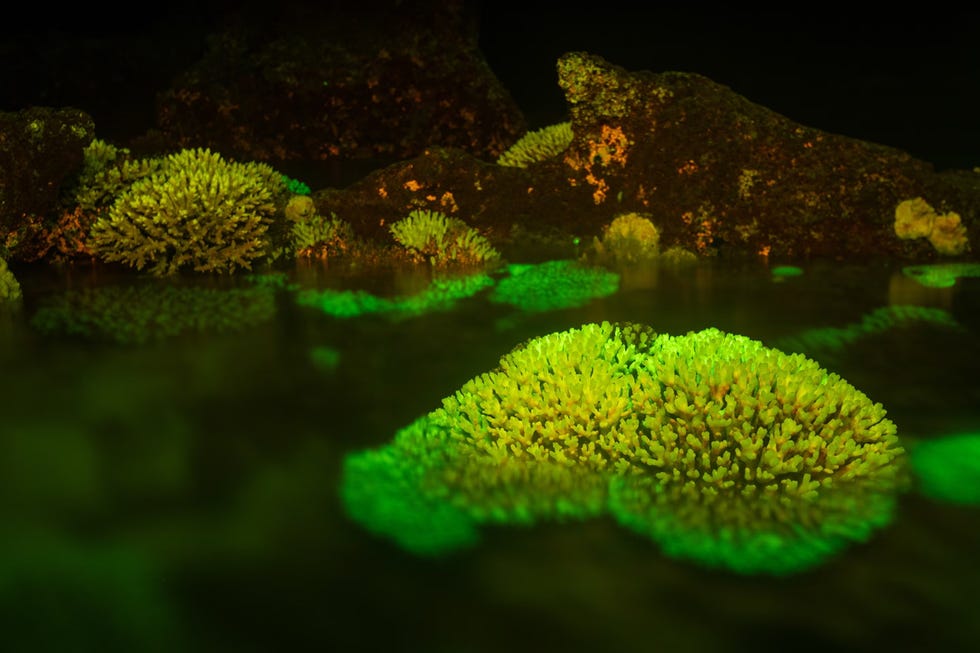 ﻿de koralen bij lord howe bevatten fluorescerende pigmenten die vermoedelijk als een soort zonnebrandcreme werken ze beschermen de koralen tegen verbleking op deze afbeelding wordt het koraal beschenen met ultraviolet licht levend weefsel ziet er heldergroen uit, dood weefsel lichtgeel