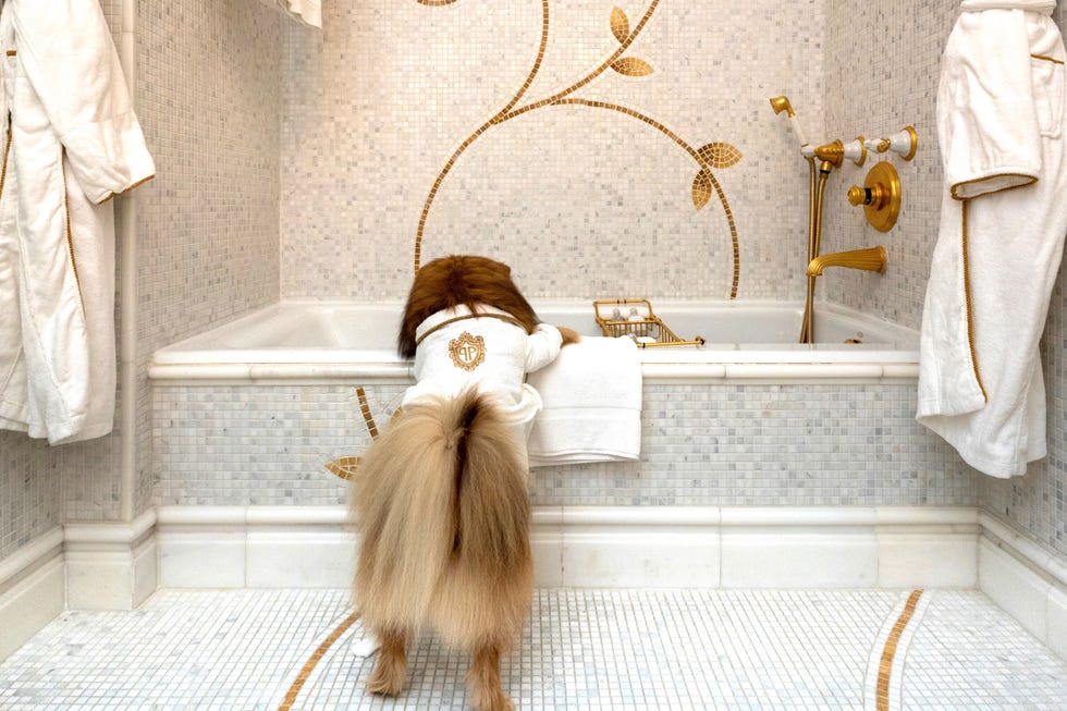 The Plaza hotel dog