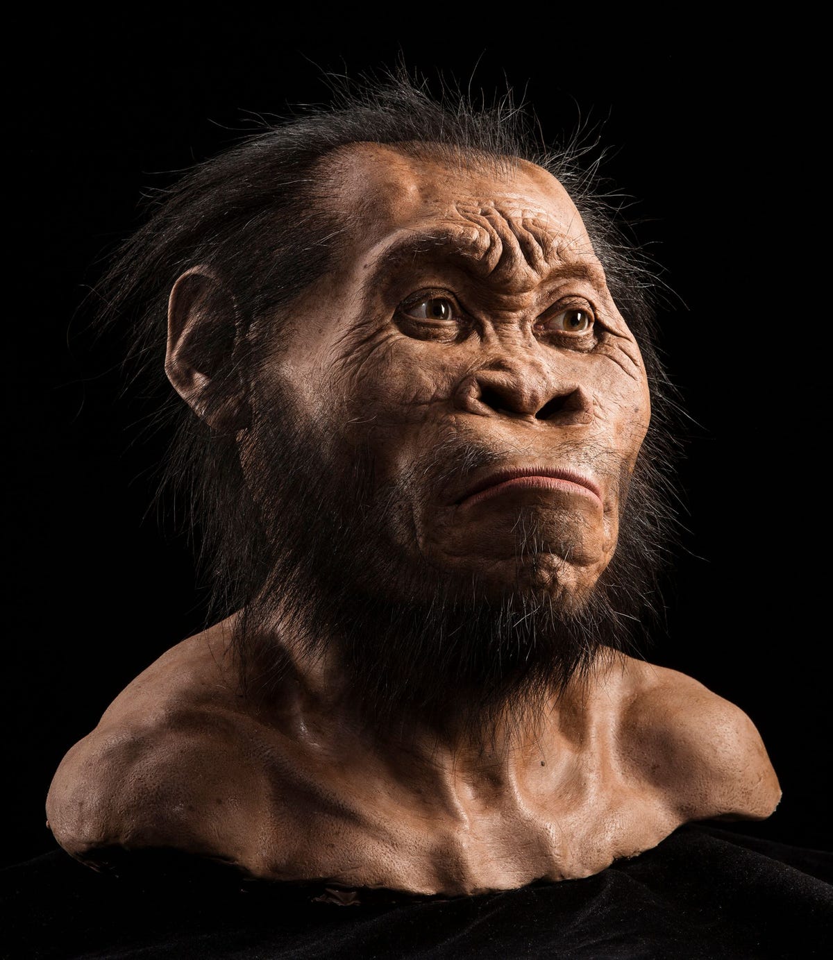 De Homo naledi is gemaakt van klei en in siliconen gegoten door paleoartiest John Gurche Hij is vervaardigd uit schedelblokken uit stoorkamers in het Rising Star grotsysteemDinaledi Chamber en Lesedi Chamber De Homo naledi had primitieve kenmerken van een skelet maar het gezicht de schedel en de tanden tonen genoeg moderne eigenschappen om hem bij het genus homo te plaatsen