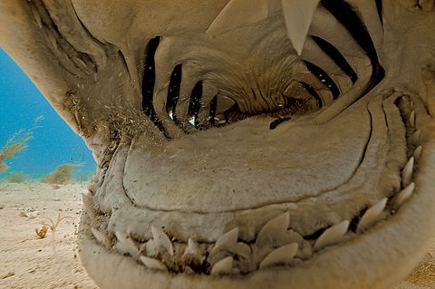 In deze extreme closeup is de binnenkant van de bek van een tijgerhaai te zien