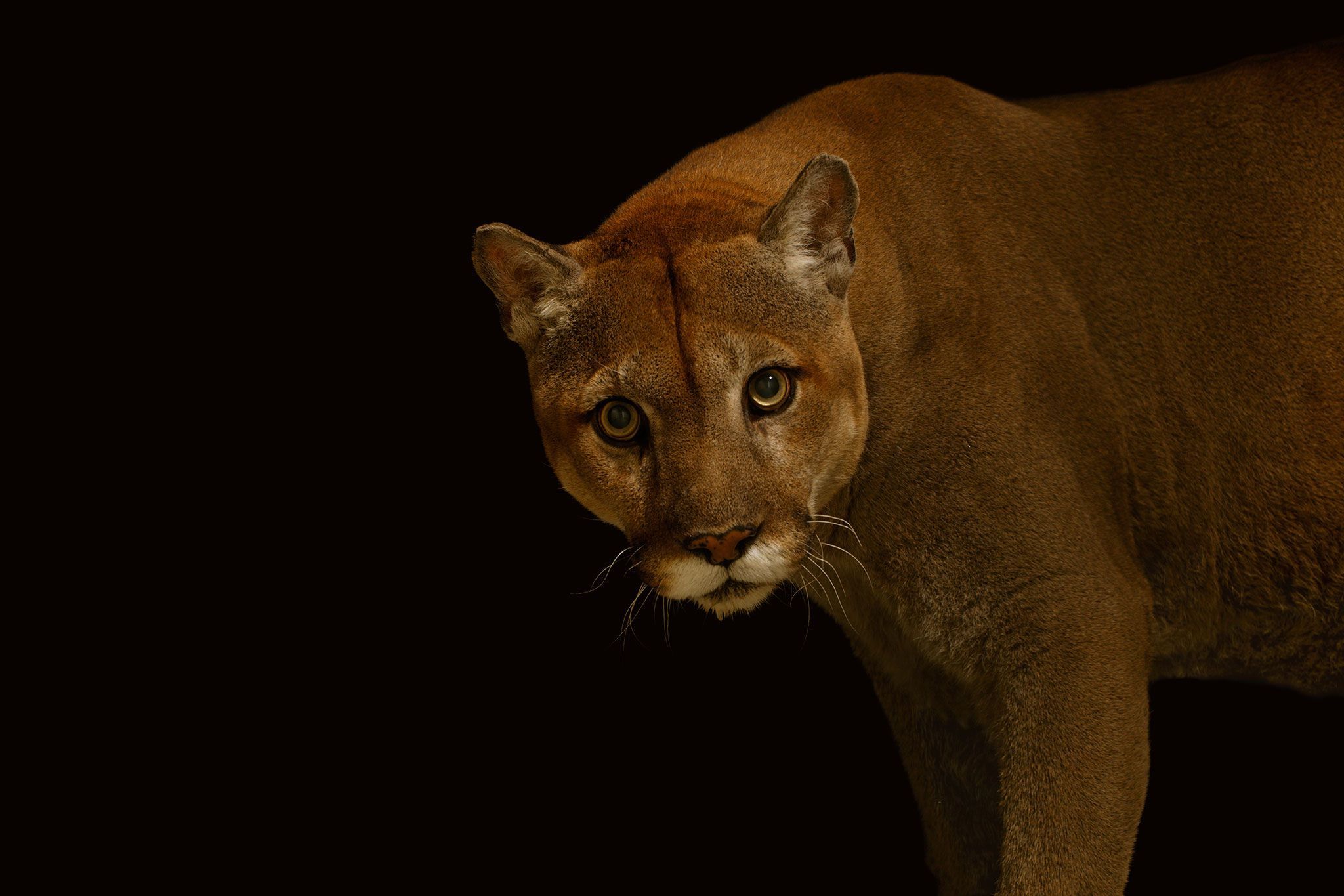 Hij komt voor van Canada tot in Chili en de Puma concolor de poema cougar bergleeuw of panter heeft ook vele namen Dat is geen verrassing de poema heeft het grootste geografische verspreidingsgebied van alle landzoogdieren op het westelijk halfrond
