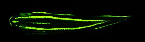 Deze zeebrasem is dezelfde als op de vorige foto  maar dan gefotografeerd op een manier die de fluorescentie van deze vis laat zien Wetenschappers zijn nog maar pas begonnen met het vinden van een antwoord op de vraag waarom biofluorescentie in de oceaan zo wijdverbreid is