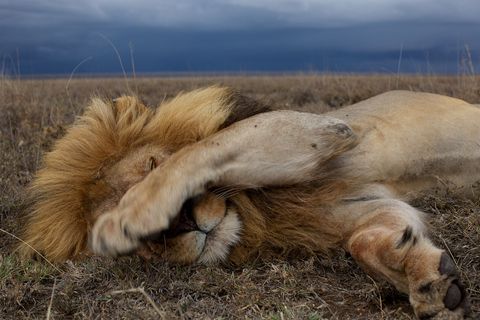 Een leeuw slaapt op de vlaktes van Serengeti National Park De foto werd gemaakt door een robotkar met camera