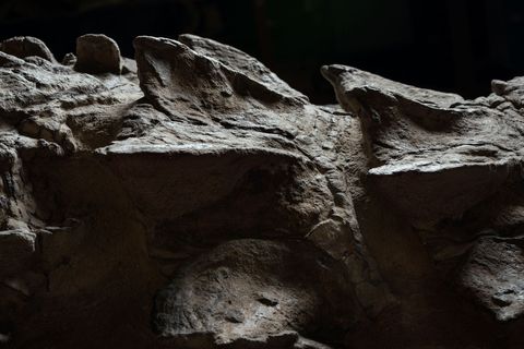 In de buitengewone staat waarin de nodosaurus de tand des tijds heeft doorstaan zijn ook de pantserplaten in drie dimensies bewaard gebleven vergeleken met hun oorspronkelijke vorm zijn ze slechts een klein beetje platgedrukt
