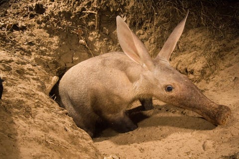 AARDVARKENDit aardvarken Orycteropus afer dat werd gefotografeerd toen het uit zijn hol in de Luangwa Valley in Zambia kroop is een puur nachtdier Dankzij zijn fysieke kenmerken waaronder een lange snuit en schepvormige klauwen is het dier zeer goed in het uitgraven en verorberen van termieten