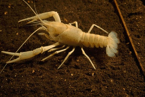 ALBINO RIVIERKREEFT Zelfs ongewervelden kunnen albino zijn zoals deze rivierkreeft
