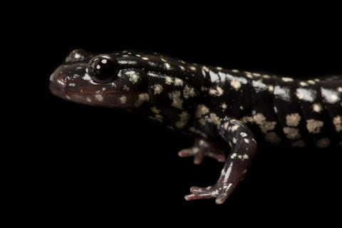 Kleverige salamander Plethodon glutinosus glutinosus gefotografeerd in de Toledo Zoo