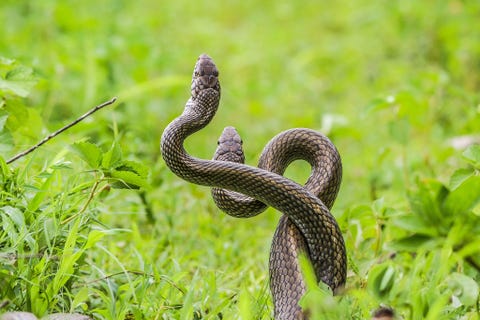 IndoChinese rat snakes in gevecht verstrengeld