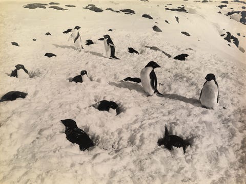 Een groep pinguns in de Antarctische sneeuw