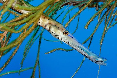 Een trompetvis hangt rond in de koraaltuinen van de Lighthouse Reefatol
