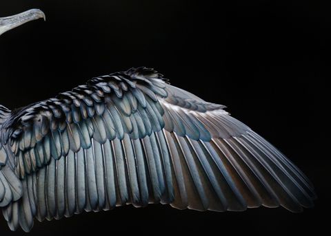 Deze foto won goud in de categorie attention to detail Het is een opname van de uitgespreide vleugel van een aalscholver in het Londense Hyde Park