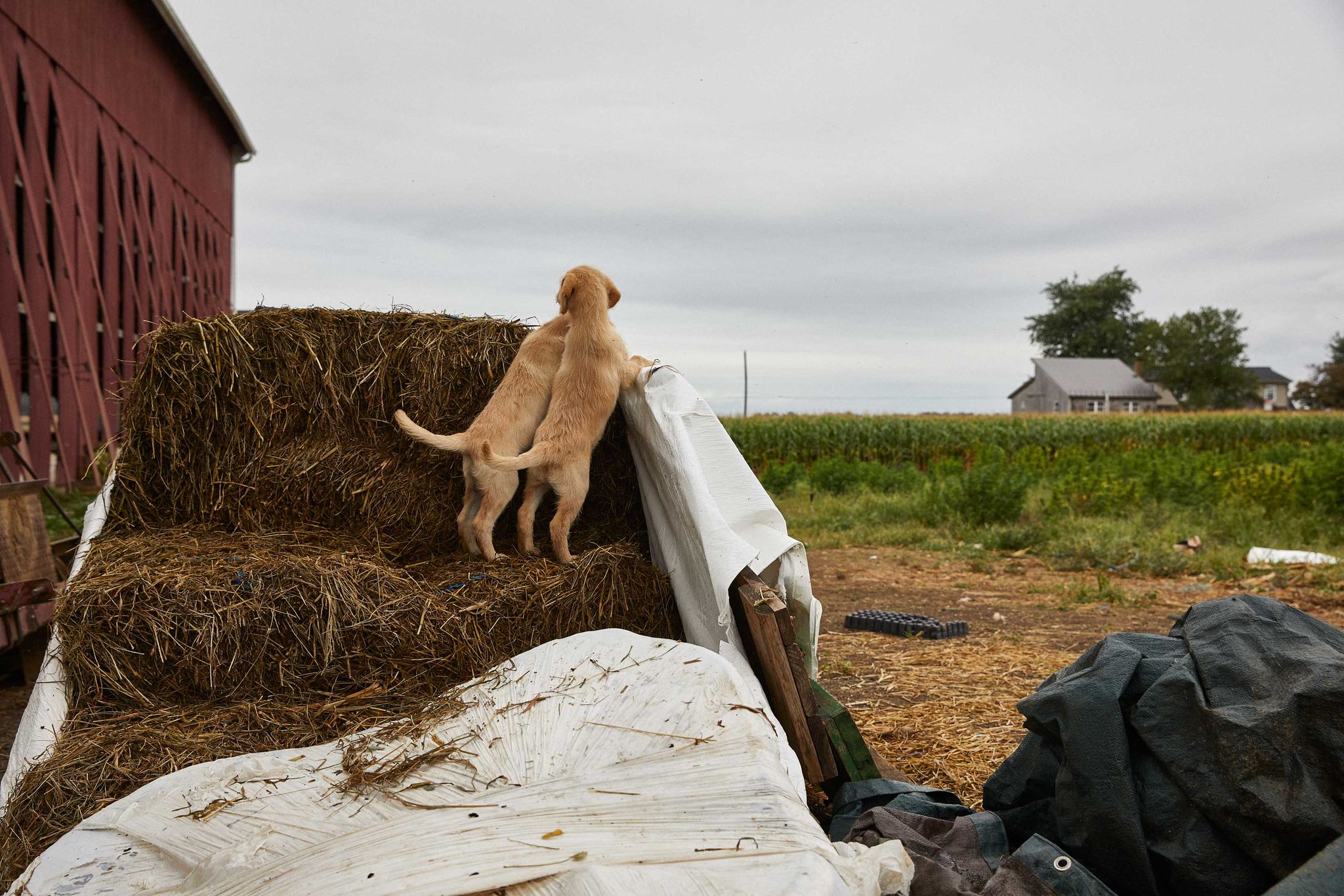 Dogs at Floyd Landis' hemp farm in Lancaster County, PA in October 2019.