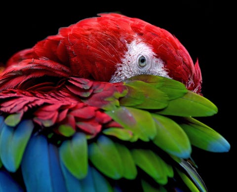 Scarlet macaw Seoul South Korea