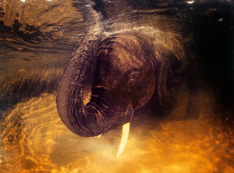 Een Afrikaanse olifant steekt zijn kop in een waterpoel