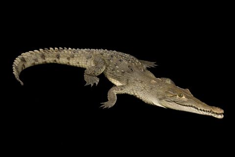 Spitssnuitkrokodil Crocodilus acutus in de Omaha Zoo